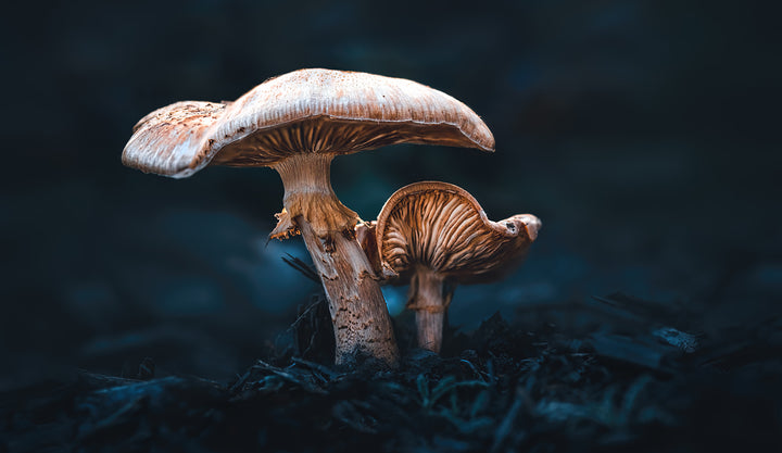 Beauty Secrets: Unlocking the Wonders of Mushroom Extract!